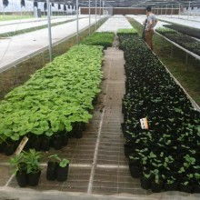 小馬蔬果配送 新鮮蔬菜直達餐桌的便捷之選