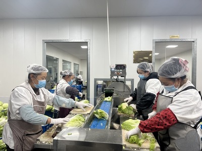 從田頭到餐桌 蔬菜加工與苗木產(chǎn)業(yè)的技術(shù)革新